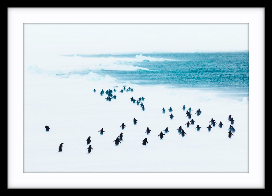 Penguins in a storm, Antarctica - 5