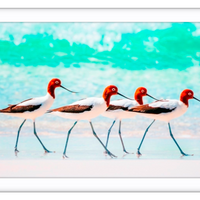 Red Necked Avocets, Western Australia - 4