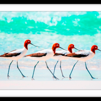 Red Necked Avocets, Western Australia - 5