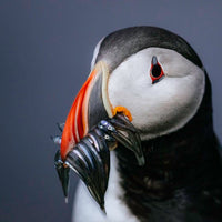 Puffin portrait, Iceland - 1