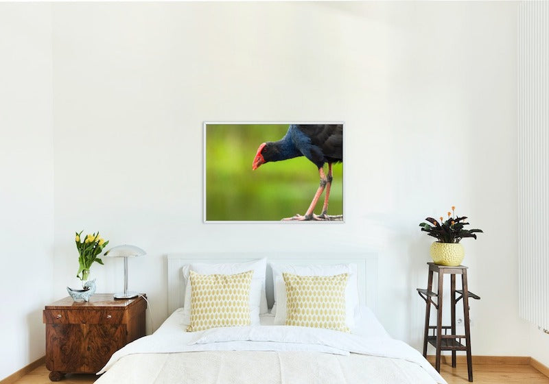 Australasian Swamp Hen - 2