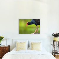 Australasian Swamp Hen - 2