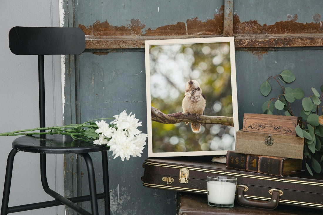 Iconic Kookaburra at Jolly’s Lookout in Queensland