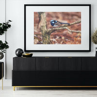 Male Superb Fairy Wren in Full Color