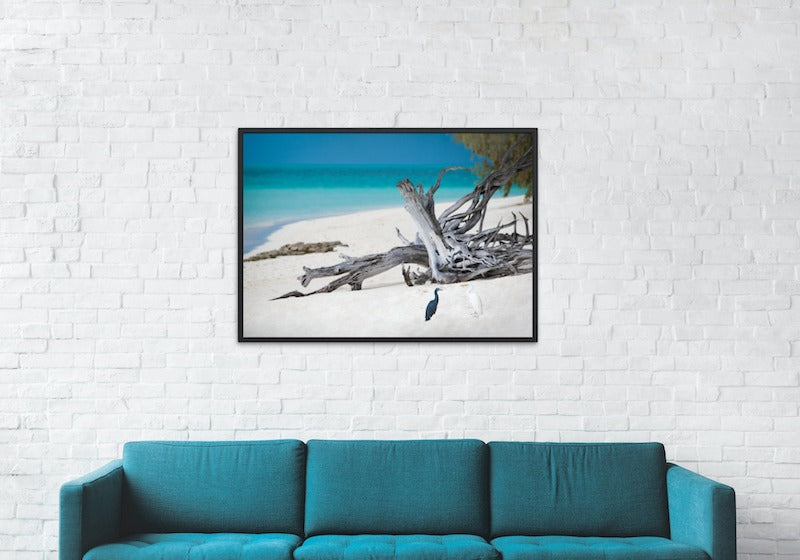 HERON ISLAND HERONS