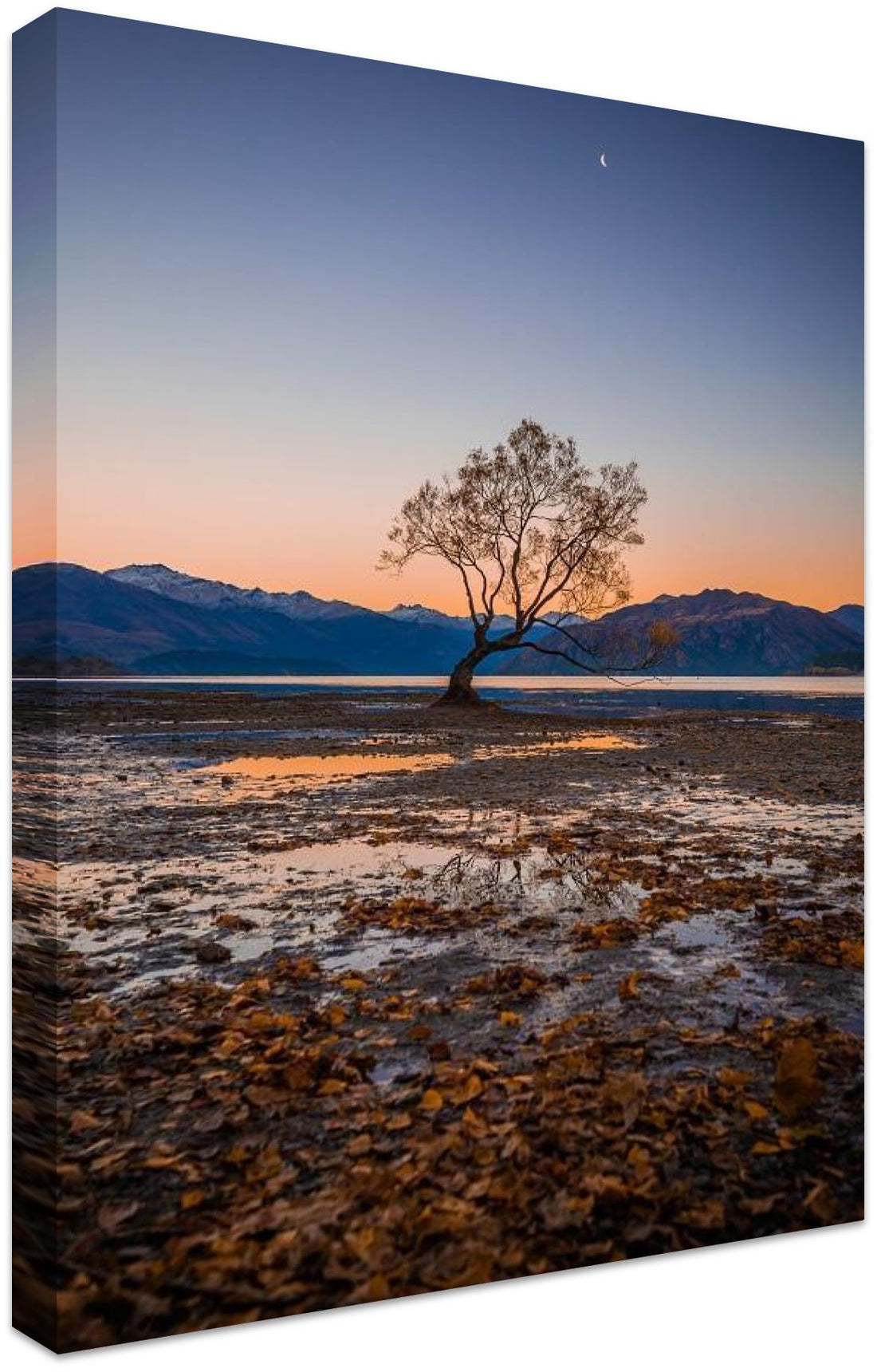 The Wanaka Tree