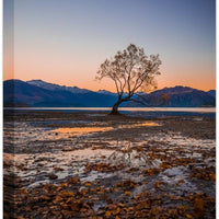 The Wanaka Tree