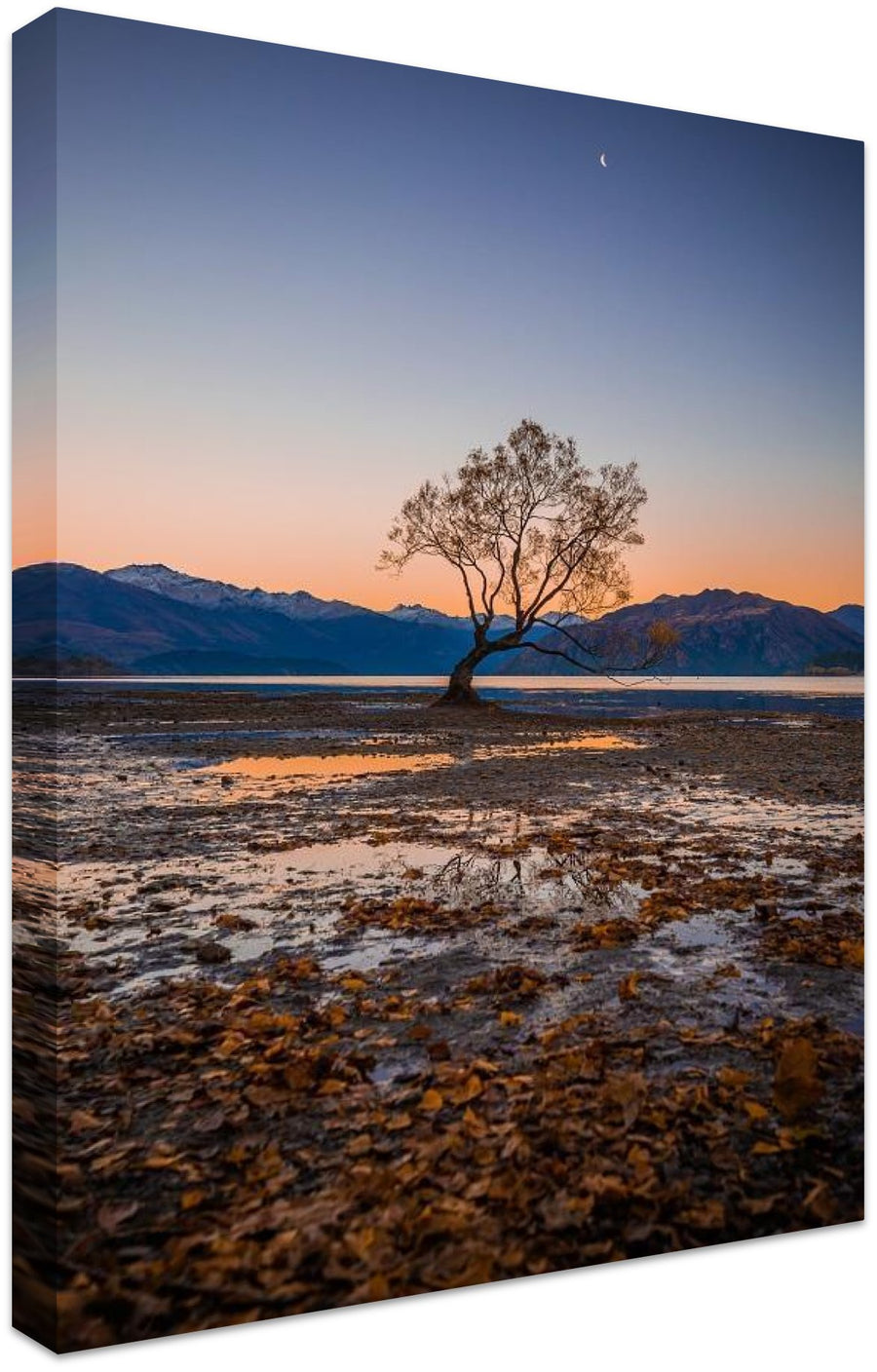 The Wanaka Tree