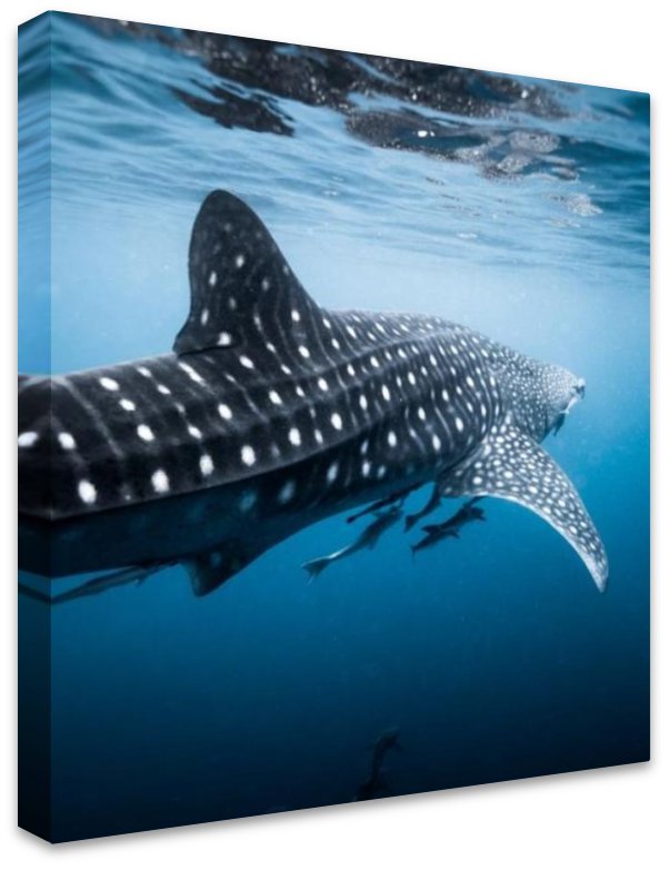 RHINCODON