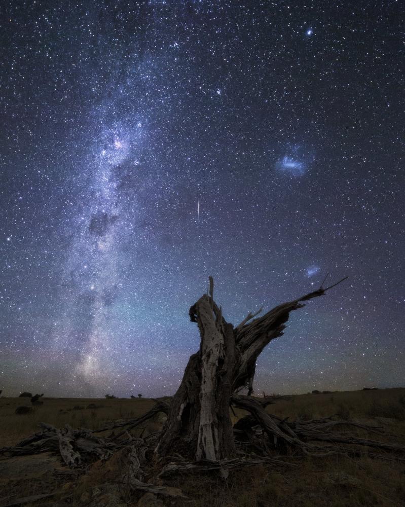 Roo Tree