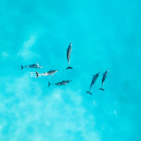Ocean Squad