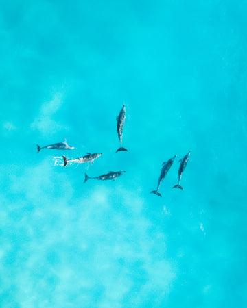 Ocean Squad