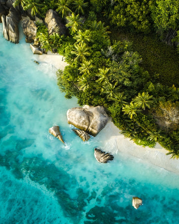 Tropical State Of Mind