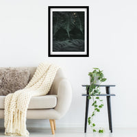 Ferns in one of Tasmania's Rainforests1