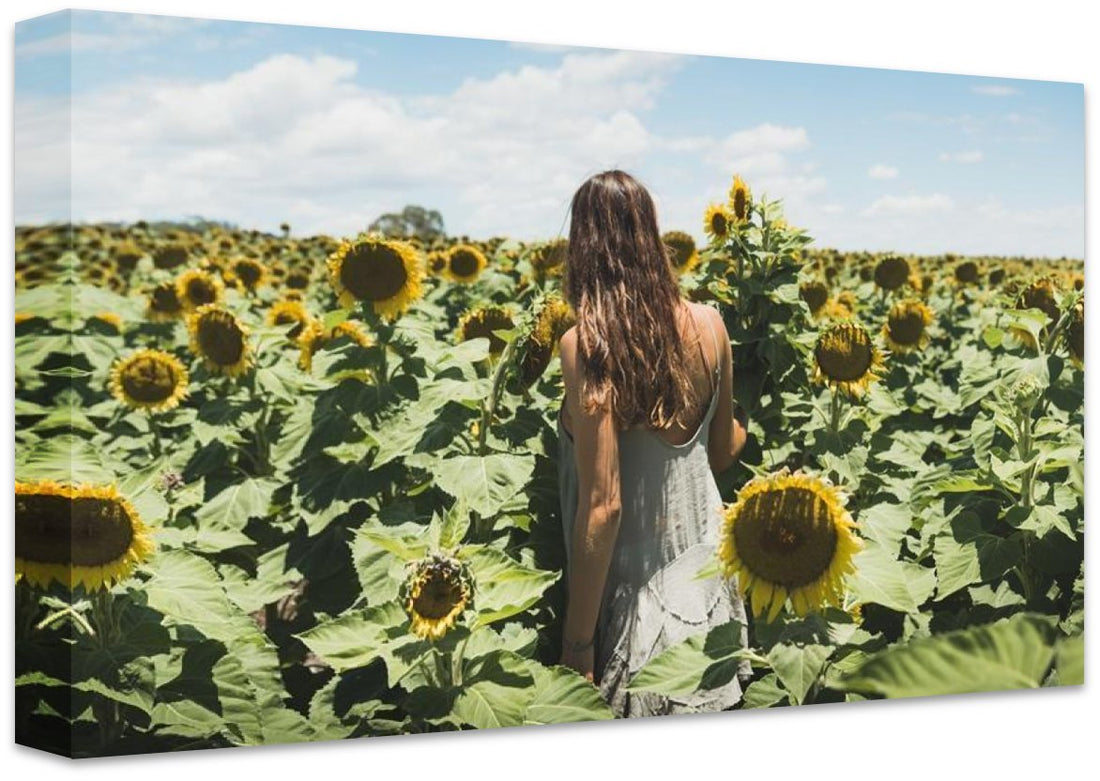 Sunflower Dream | New South Wales