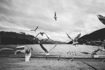 Chasing Seagulls