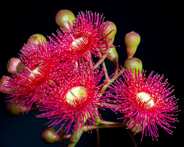 Red Gum