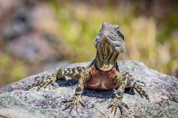 Water Dragon 3