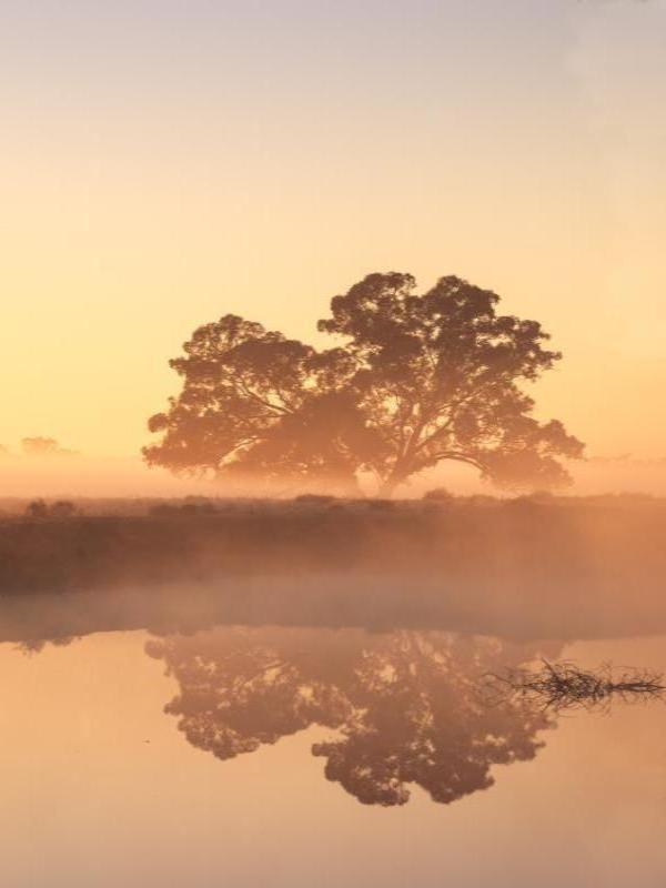 River Redgum