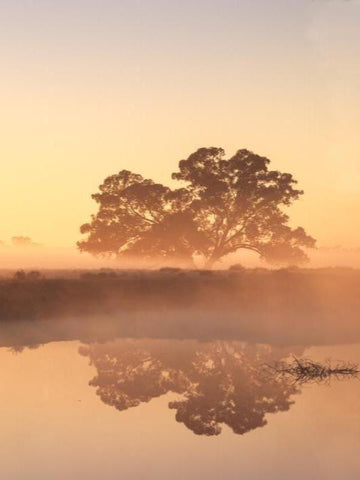 River Redgum