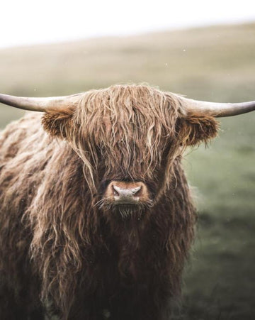 Hairy Coo