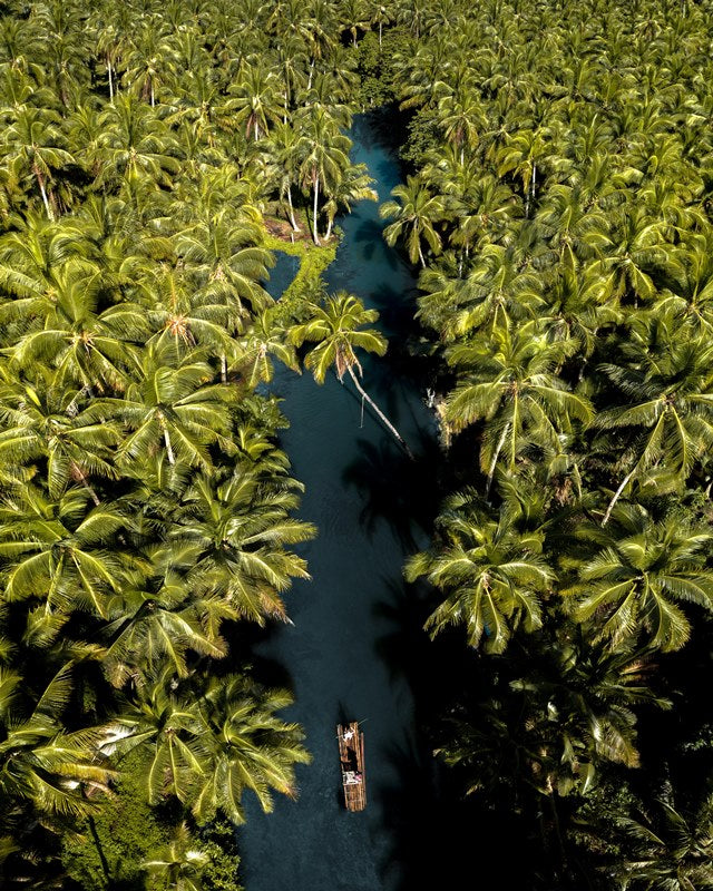 Palm Paradise