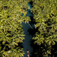 Palm Paradise