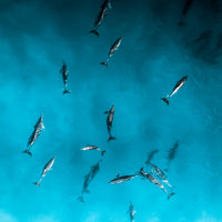 Happy Fins