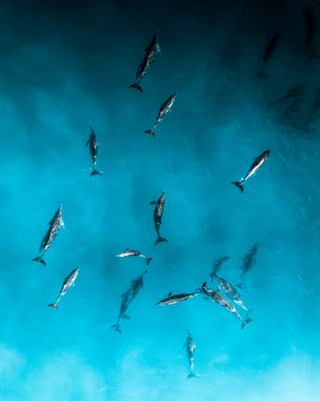 Happy Fins