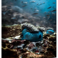 Anemone