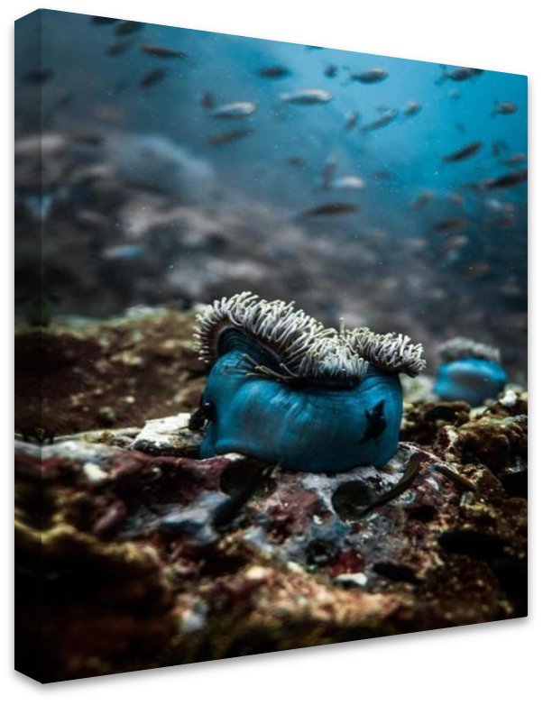 Anemone