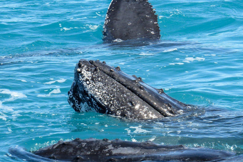 3 Whales in a Frame