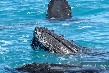 3 Whales in a Frame