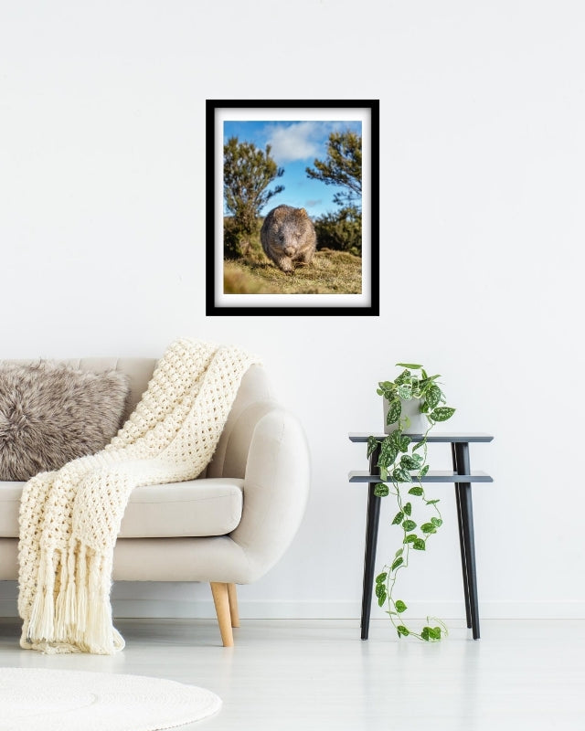 Tassie Wombat at Cradle Mountain