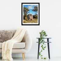 Tassie Wombat at Cradle Mountain