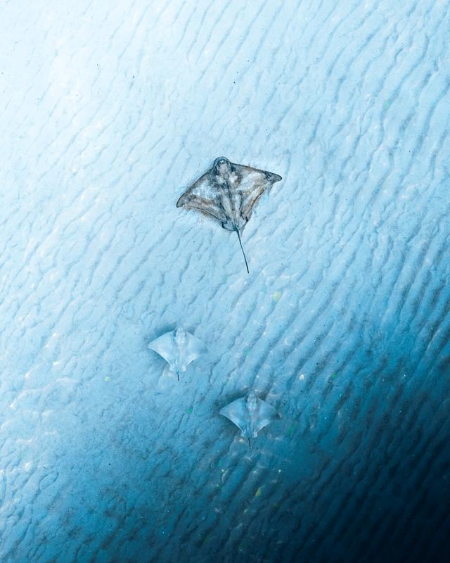 Stingrays at Bondi - Sydney