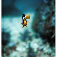Marlin