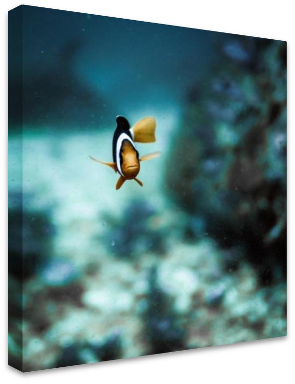Marlin