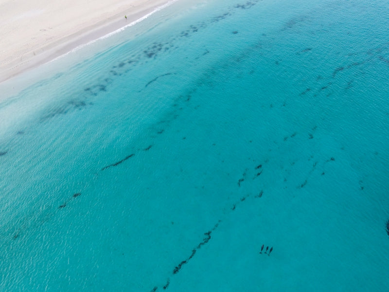 3 Dolphins