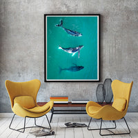 3 whales in Australia