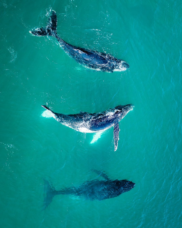 3 whales in Australia