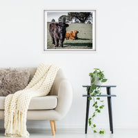 Couple of cool hairy cows
