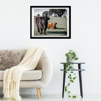 Couple of cool hairy cows