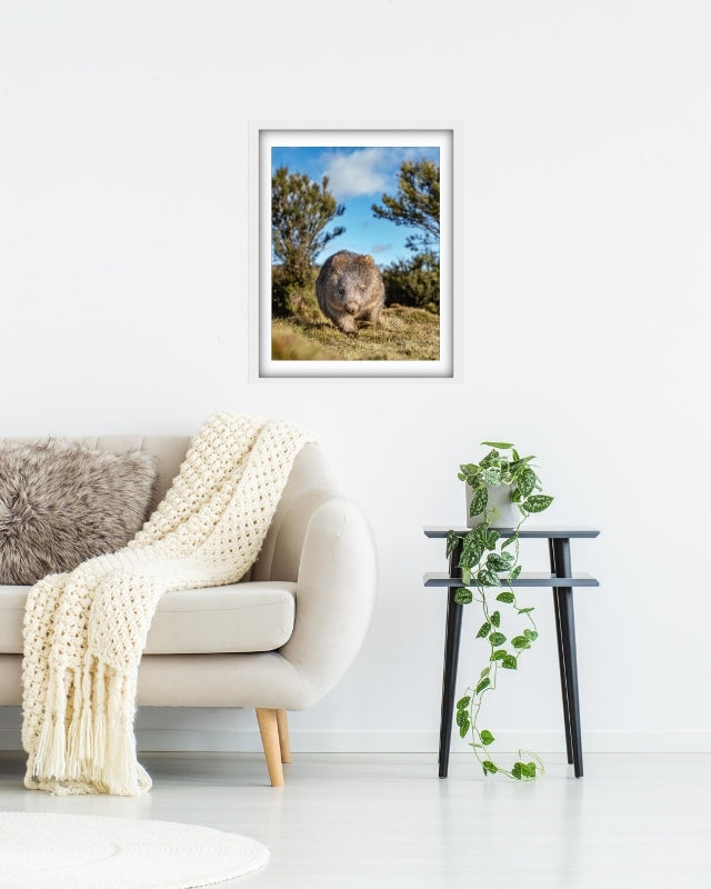 Tassie Wombat at Cradle Mountain