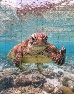 Puzzle - Terry the Turtle
