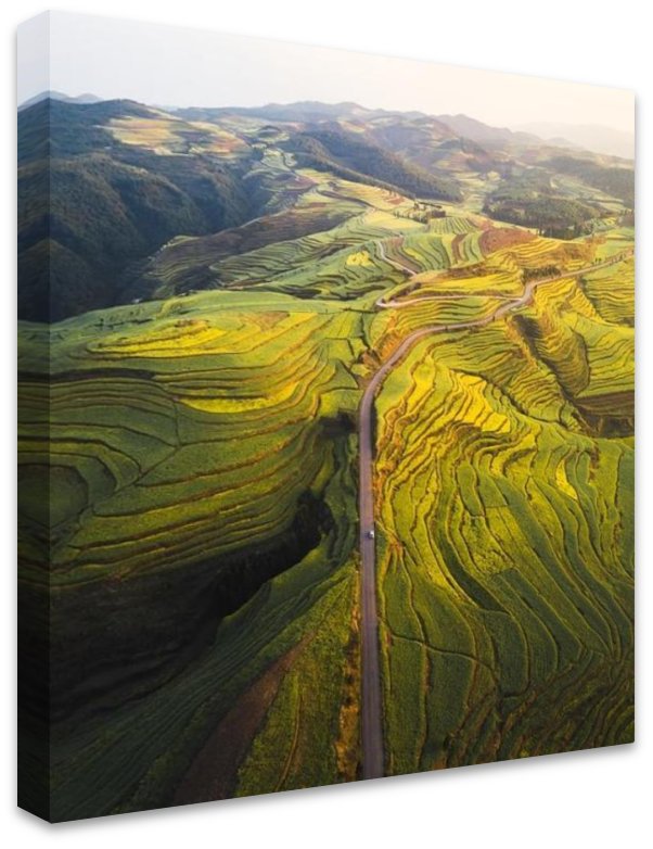 Canola Layers