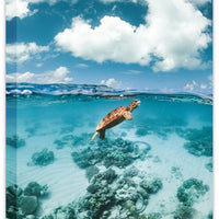 Turtle v Jellyfish