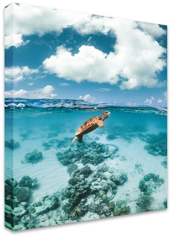 Turtle v Jellyfish