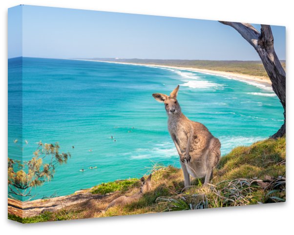 North Stradbroke Island Kangaroo