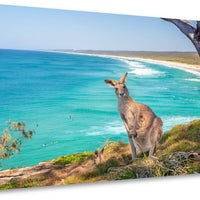 North Stradbroke Island Kangaroo